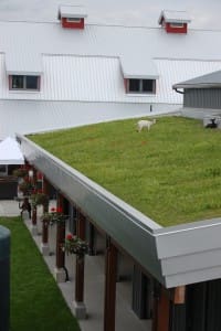 goats on a roof
