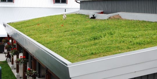 grass roof top