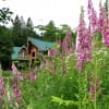beautiful wild flowers with a log home in the background