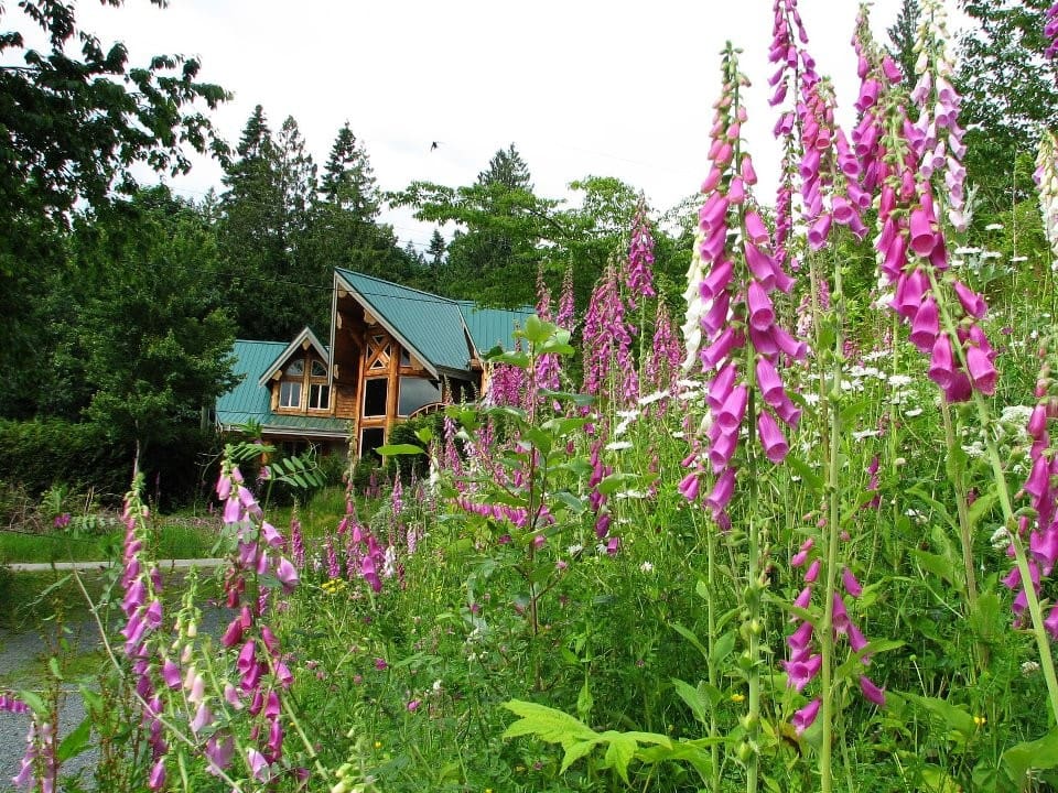 beautiful wild flowers with a log home in the background